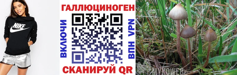 магазин продажи наркотиков  Тольятти  Галлюциногенные грибы MAGIC MUSHROOMS 